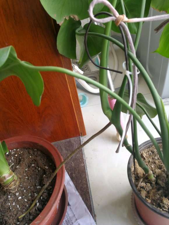 龟背竹这个根也太长了