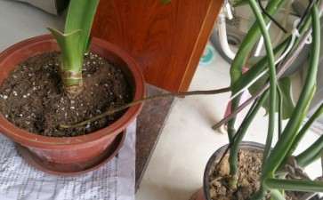 龟背竹这个根也太长了 要剪吗 图片