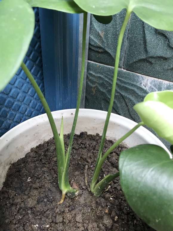 养了3个月的龟背竹 还没开背