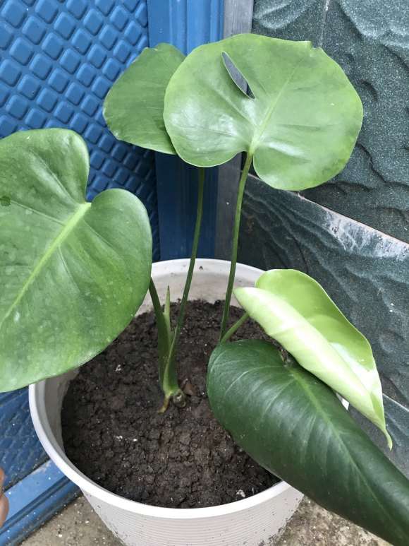 养了3个月的龟背竹 还没开背