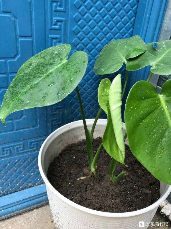 养了3个月的龟背竹 还没开背