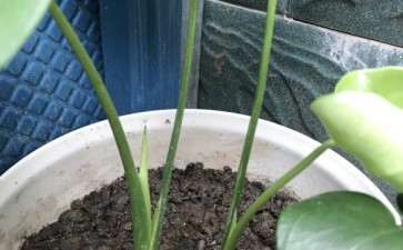 养了3个月的龟背竹 还没开背 怎么办