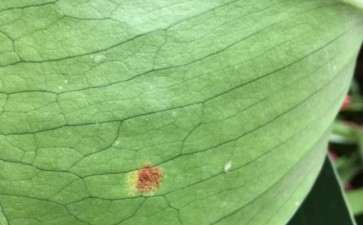 龟背竹叶子长了带褐色粉末的斑 怎么办