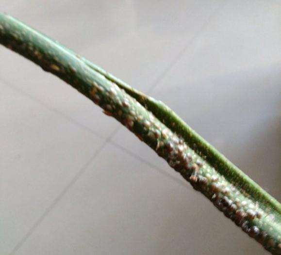 龟背竹上这是什么虫子