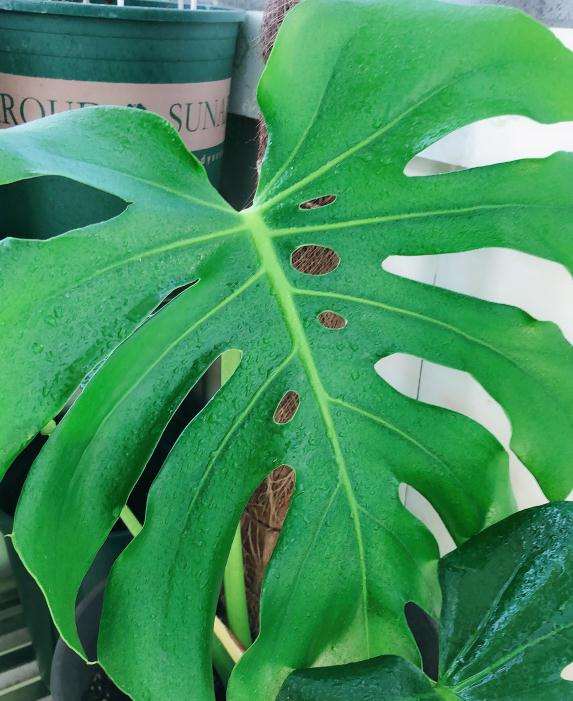 龟背竹阳台养了6个月 终于开背了 图片