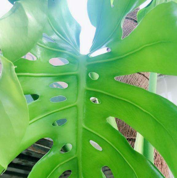 龟背竹阳台养了6个月 终于开背了 图片