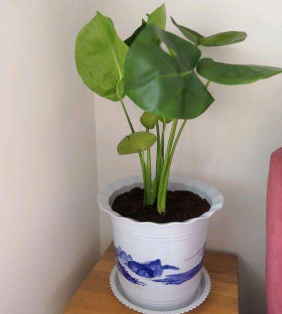 龟背竹叶子打蔫