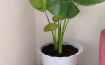 龟背竹叶子打蔫 怎么办 图片