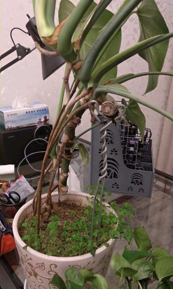 怎么让龟背竹主茎发粗的方法