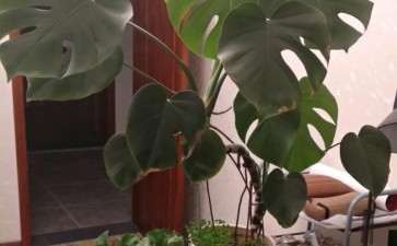 怎么让龟背竹主茎发粗的方法 图片