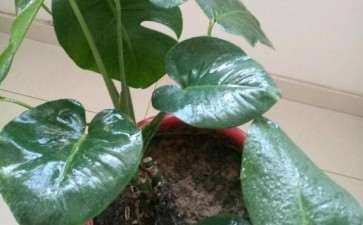 龟背竹分大叶和小叶吗 图片