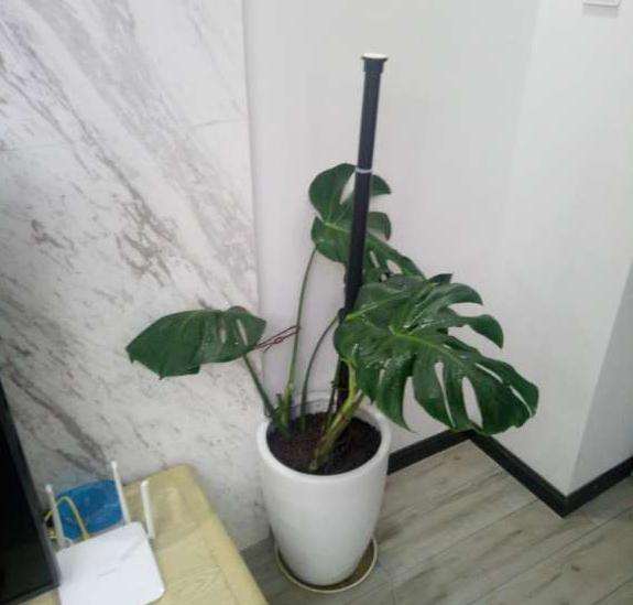 给龟背竹立了个支架