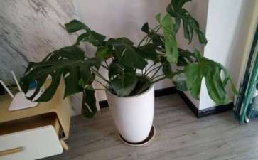 今天 给龟背竹立了个支架 怎么样 图片