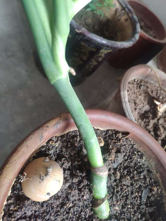 我的龟背竹3年了 不长气根