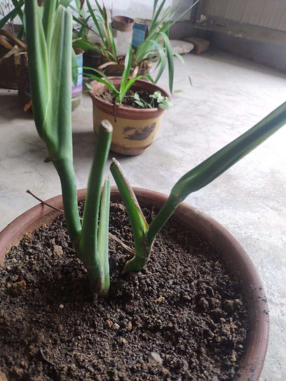 我的龟背竹3年了 不长气根