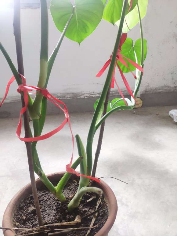 我的龟背竹3年了 不长气根