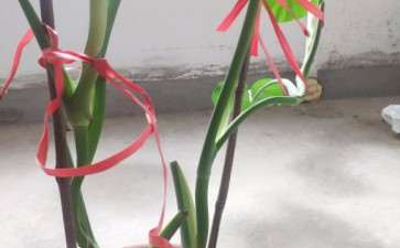 我的龟背竹3年了 不长气根 怎么办 图片