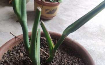 龟背竹地栽会怎样 可以吗 图片