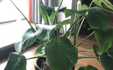 龟背竹叶面全砍 重新种 图片