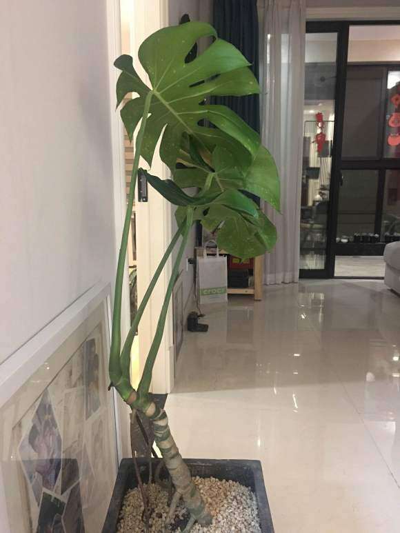 龟背竹3片叶子都有黄点