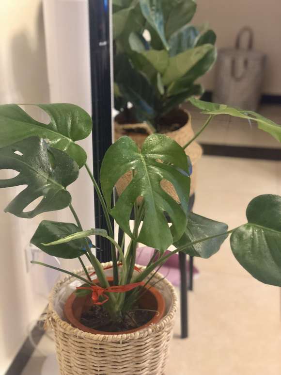 龟背竹的新叶为什么不舒展开