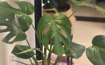 龟背竹的新叶为什么不舒展开 图片