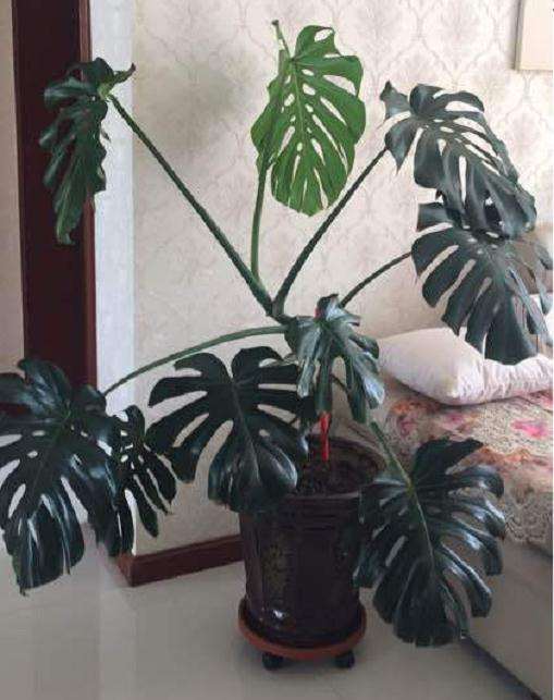 龟背竹可以晒太阳吗