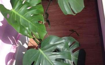 龟背竹可以晒太阳吗 会死吗 图片