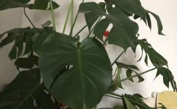 龟背竹5年没换盆 是不是该换盆了 图片