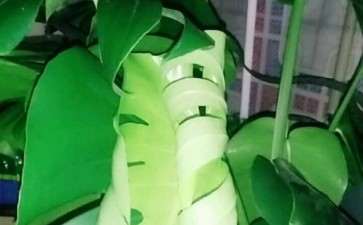 冬天龟背竹要不要浇透水 图片