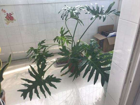 这个是龟背竹吗