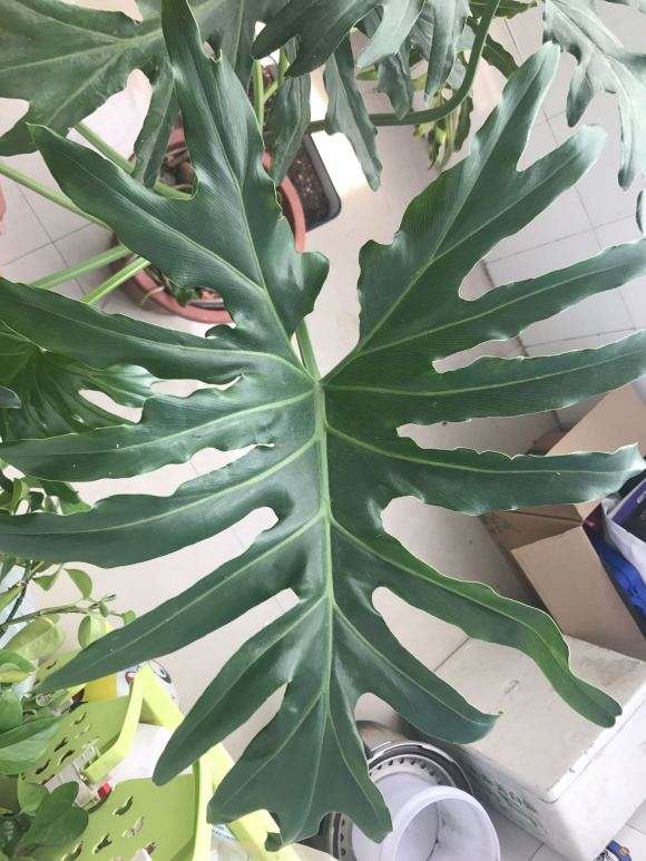 这个是龟背竹吗