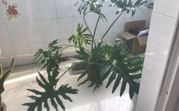 这个是龟背竹吗 怎么区别 图片