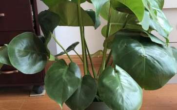 龟背竹长得杂乱无章 怎么剪掉 图片