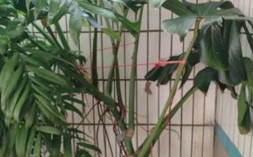 龟背竹老蹿个太高了 不好养 怎么办