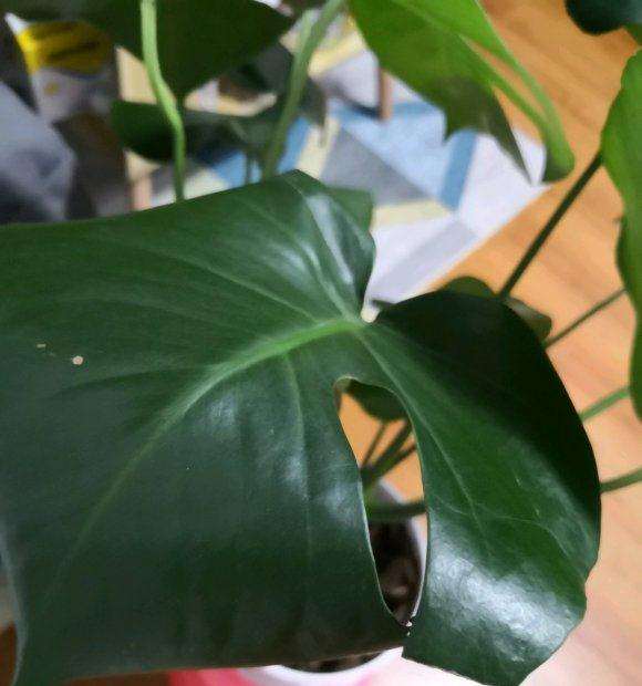 龟背竹叶子卷着