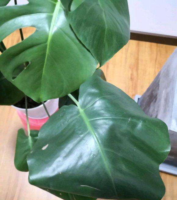 龟背竹叶子卷着