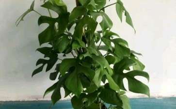 龟背竹最近直长草 怎么办 图片