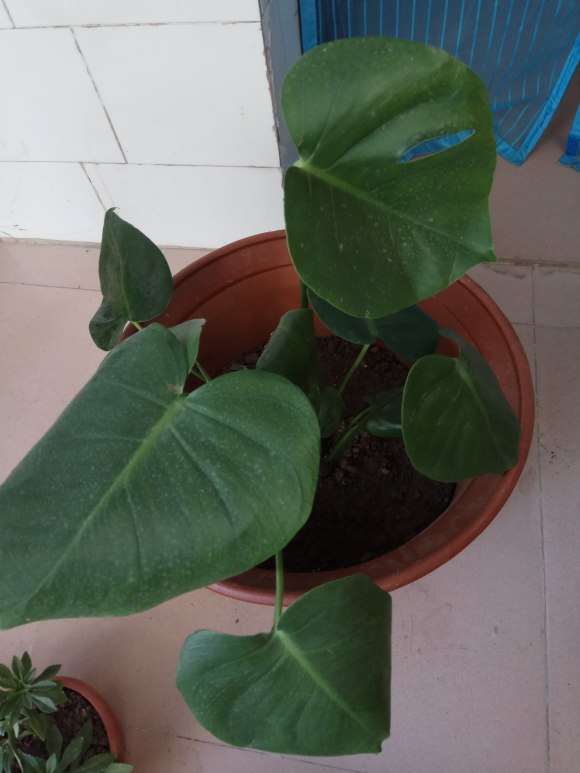 新买的龟背竹怎么栽到盆里