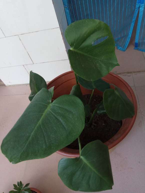 新买的龟背竹怎么栽到盆里