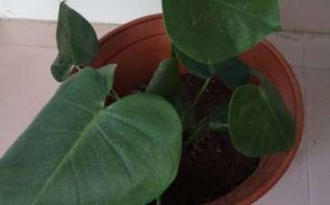 新买的龟背竹怎么栽到盆里 图片