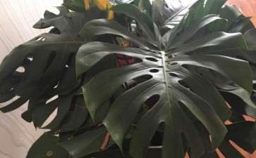 龟背竹长黄斑了 怎么办 图片