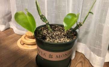 砍头的龟背竹 开始长叶子了 怎么办