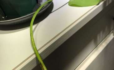 龟背竹叶子插进水里并不能生根 图片