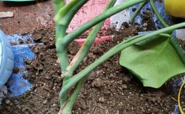 龟背竹一直往高长 怎么办 图片