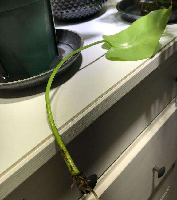 龟背竹叶子 插进水里可以生根吗