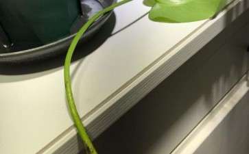 龟背竹叶子 插进水里可以生根吗