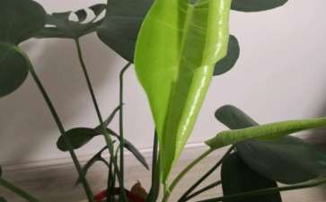 龟背竹叶子不大 开背少 怎么办 图片