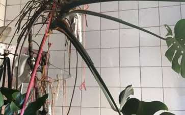 15年的龟背竹怎么分盆的方法