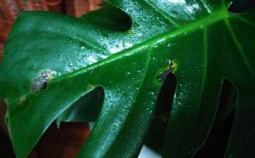 为什么龟背竹黑斑 什么原因 图片